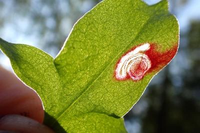 Enteucha acetosae