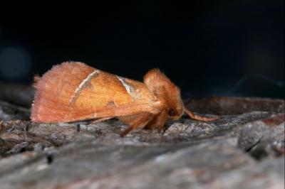 Triodia sylvina