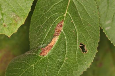 Phyllonorycter lantanella