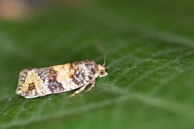 Ptycholomoides aeriferanus