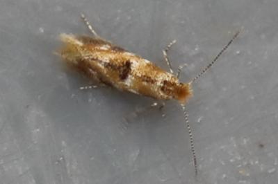 Bucculatrix ulmella