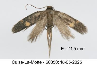 Borkhausenia minutella