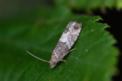Spilonota ocellana