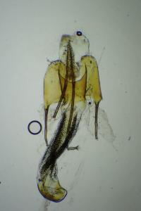 Coleophora artemisicolella