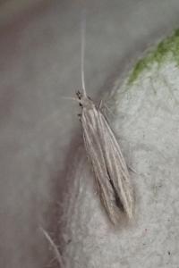 Coleophora artemisicolella