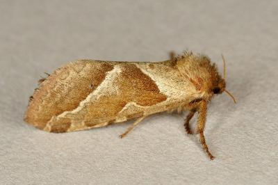 Triodia sylvina