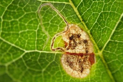Stigmella plagicolella