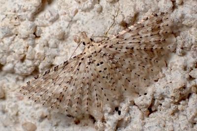 Alucita cancellata