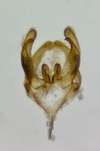 Psyche crassiorella