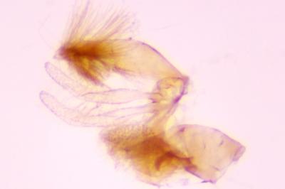 Stomopteryx lusitaniella