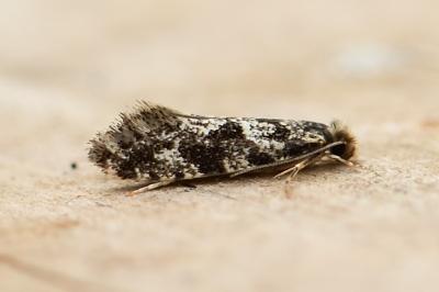 Nemapogon granellus
