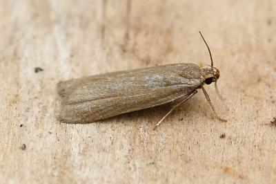 Acompsia cinerella