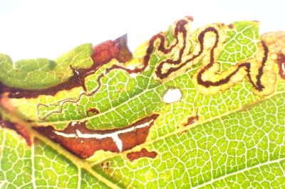 Stigmella ulmivora