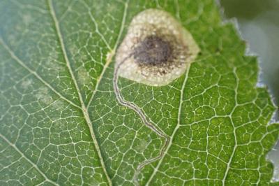 Stigmella plagicolella