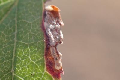 Ectoedemia spinosella