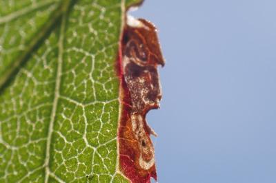 Ectoedemia spinosella