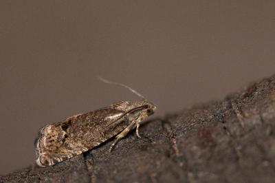 Cydia splendana