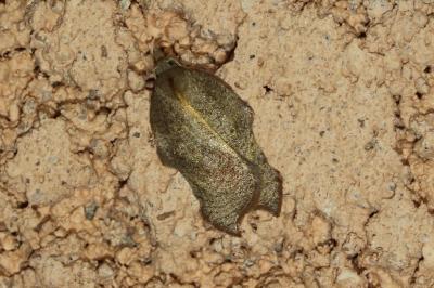 Acleris emargana