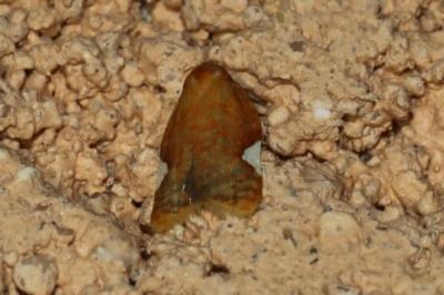 Acleris holmiana