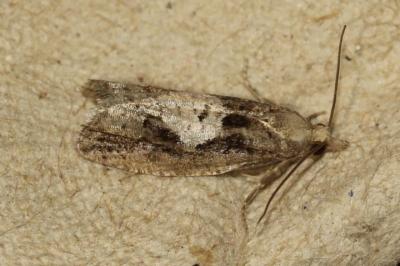 Epinotia brunnichana