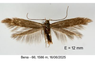 Coleophora gryphipennella
