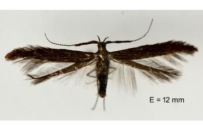 Coleophora mayrella