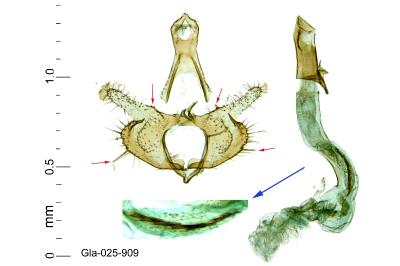 Coleophora mayrella