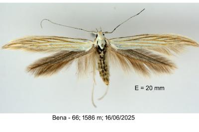 Coleophora pennella