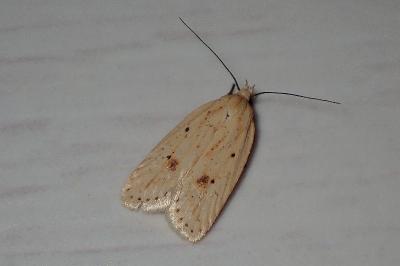 Agonopterix kaekeritziana
