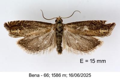 Eucosma obumbratana