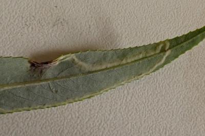 Phyllocnistis valentinensis