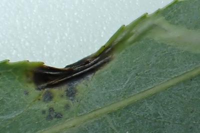 Phyllocnistis valentinensis