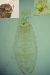 Aproaerema albifrontella