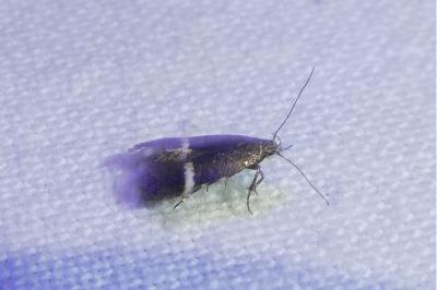 Aproaerema albifrontella