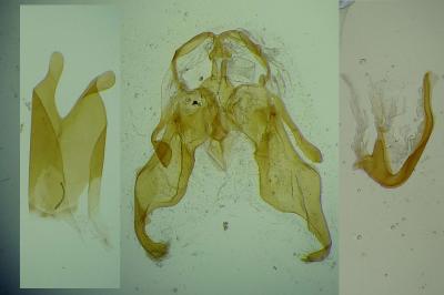 Agdistis adactyla