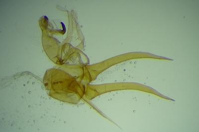 Aproaerema ochrofasciella