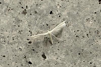 Pterophorus pentadactylus