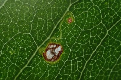 Leucoptera laburnella