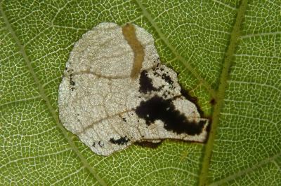 Coptodisca juglandiella