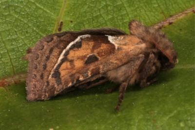 Triodia sylvina
