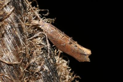 Ypsolopha horridella