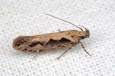 Ornativalva plutelliformis