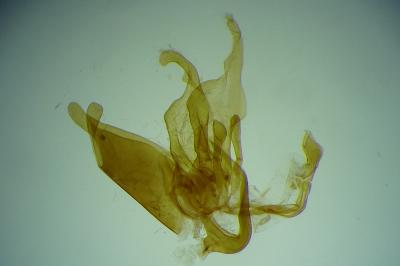 Agdistis adactyla