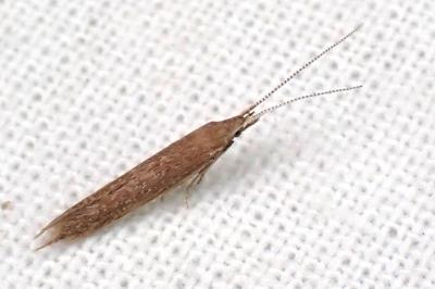 Coleophora saxicolella