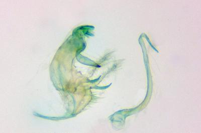 Bryotropha pallorella