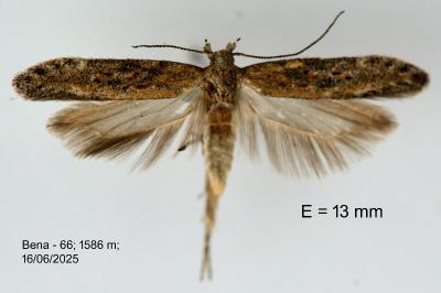 Scrobipalpa samadensis