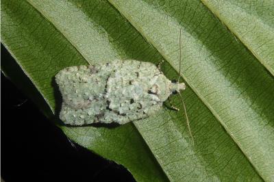 Acleris literana