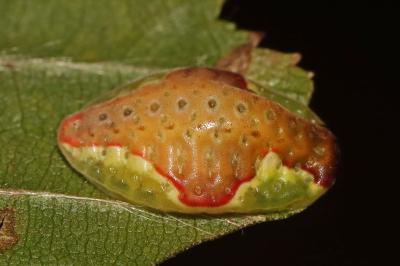 Heterogenea asella