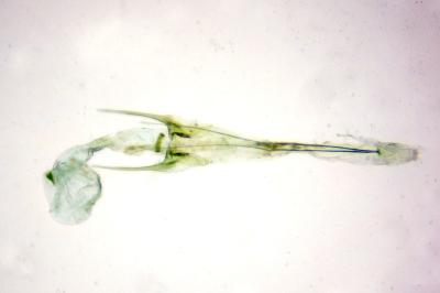Scrobipalpa monochromella