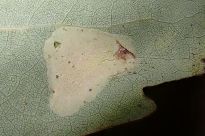 Phyllonorycter sagitella